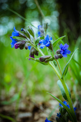 A small blue flower. Close-up of blue summer flowers. Macro flower in wild nature. The best spring flowers and plants. Pulmonaria (lungwort) flowers  of violet. The first spring flowers.