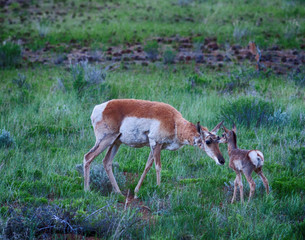 Mother pronghorn antelope greets her fawn © Todd S. Roach