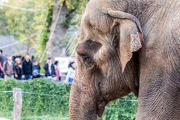 Elephant