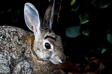 Wild rabbit hiding in the bushes