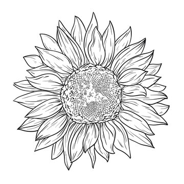 Sunflower in lines. Line art style. Isolated on white background. Coloring book.