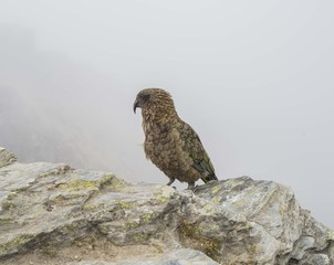 kea in mt cook new zealand parrot