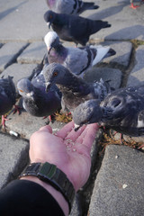 Fototapeta premium feeding pigeon 1