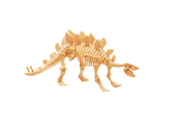 The toy skeleton of a dinosaur.