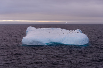 Iceberg with penguins in Antarctic sea
