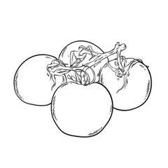 Tomato vector drawing. Isolated tomatoes on branch. Vector illustration isolated on white background. Vegetable engraved style illustration. Detailed vegetarian food sketch. Farm market product.