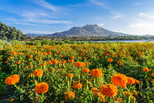 Indon&eacute;sie, Bali, un jardin d'oeillets avec le volcan Batur en arri&egrave;re plan.