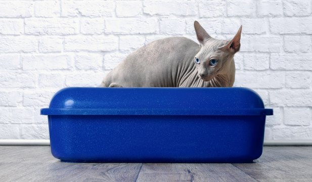 Sphynx Katze sitzt auf blauem Katzen Klo. 