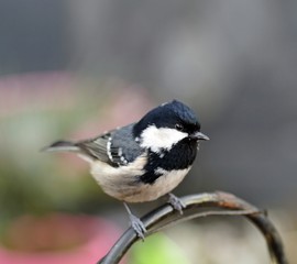 Fototapeta premium Tannenmeise (Periparus ater)