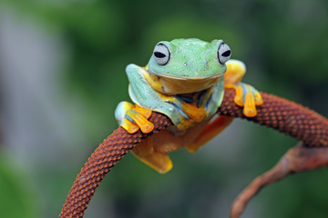 Tree frog, flying frog on branch