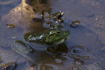 Close Up Frog