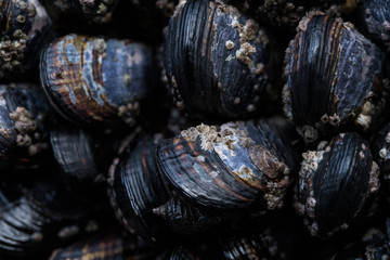 Pacific Coast Mussels in a Tide Pool