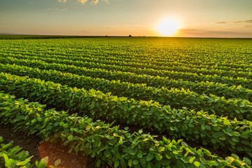 Green ripening soybean field, agricultural landscape - obrazy, fototapety, plakaty