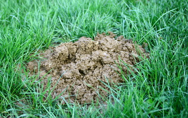 taupinière dans la pelouse du jardin