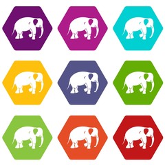 Elephant icon set color hexahedron