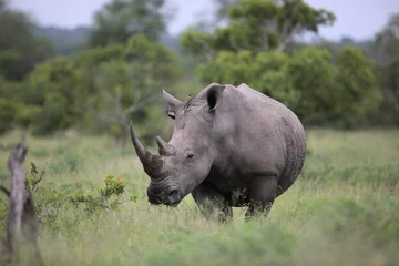 Papier Peint photo Lavable Rhinocéros Portrait de rhinocéros africain blanc en liberté