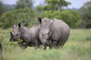 Wall murals Rhino Portrait of free roaming white african rhino