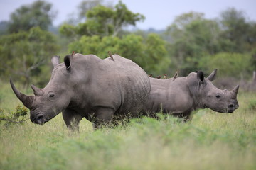Obraz premium Portrait of free roaming white african rhino