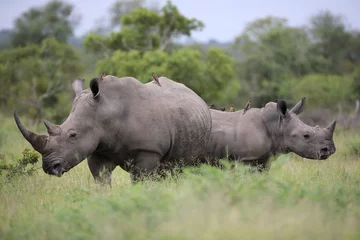 Papier Peint photo Rhinocéros Portrait de rhinocéros africain blanc en liberté