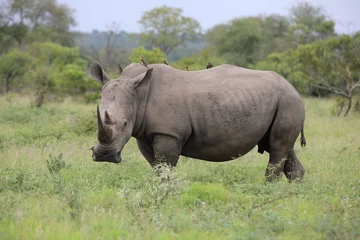 Foto op Plexiglas Portrait of free roaming white african rhino © Pedro Bigeriego