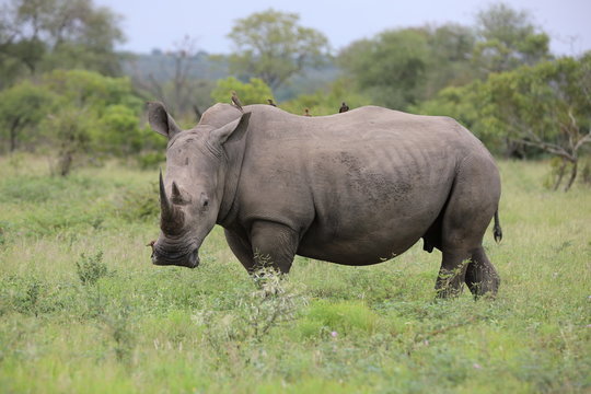 Portrait of free roaming white african rhino