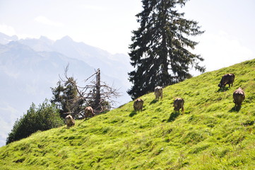 Cattle feeding in mountains