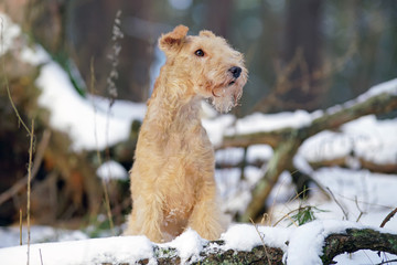 Red Lakeland Terrier dog posing outdoors near snow-covered tree roots in winter forest