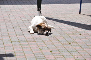 Resting dog in Ukraine