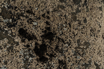 Barnacles on a rock face in a tide pool
