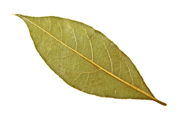 Dried bay leaf on white background