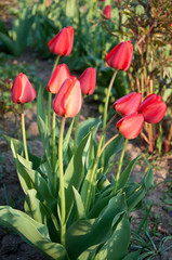 Several nice red tulips growing on plant on sunny day