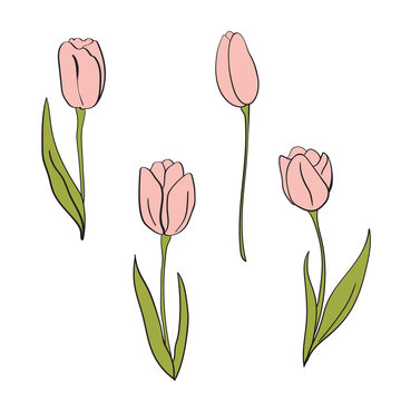 Vector pink tulips illustration. Floral isolated elements. For design, card, print or background