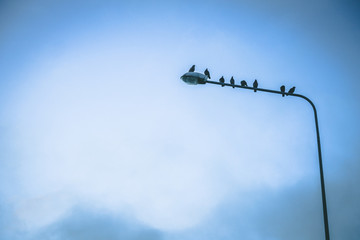 doves sitting on a lamppost on a blue sky background