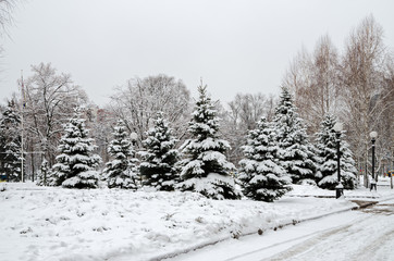 Grove of young snow-covered spruces