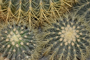 Cactus yellow green with spines