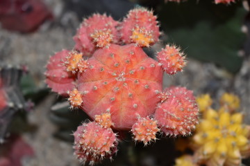 A small colorful cactus yellow, orange, red, rose with thorns