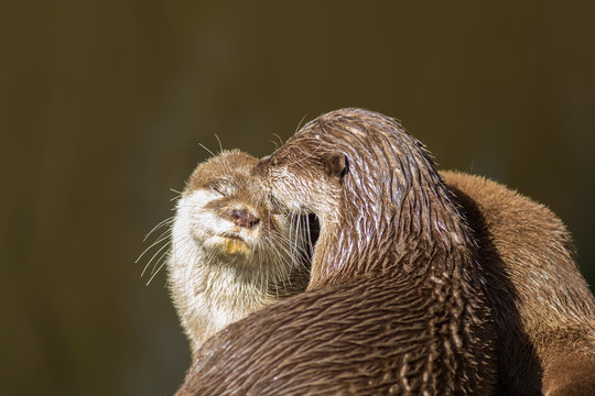 Affectionate otters. Wild animals bonding. Animal love and affection.