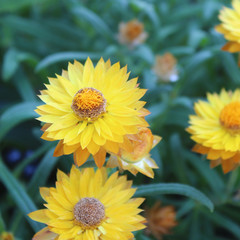 Yellow Flowers