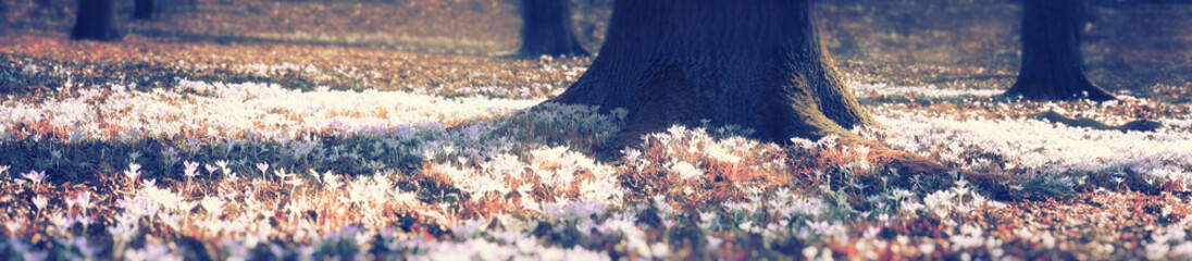 Wiese mit zarten Blumen im Frühling © Thaut Images