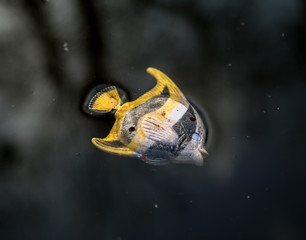 Urban toy fish in icy water