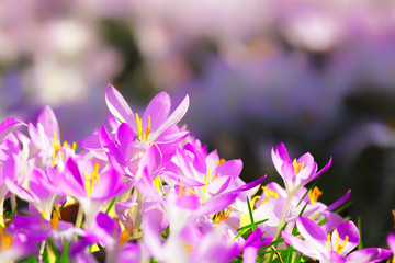 Wiese mit zarten Blumen im Fr&uuml;hling
