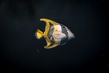 Urban toy fish in icy water
