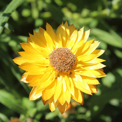 Yellow Closeup Flower 01