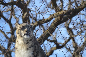 Snow Leopard