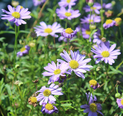 Light Purple Daisy