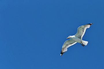 Seagull in the sky