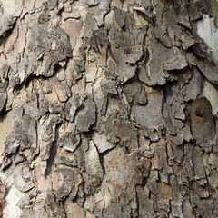 Peeling Bark 01