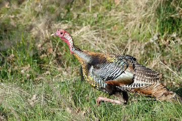 Wild turkey walking in the grass