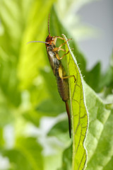 Common earwig with reddish head looking to camera. Male exemplar of Forficula auricularia hanging on top of green leaf