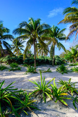 Fototapeta na wymiar Palm Trees - Tulum, Mexico